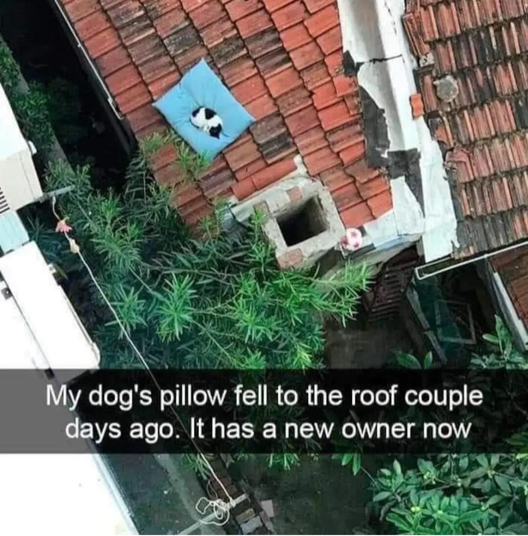 My dogs pillow fell to the roof couple days ago It has a new owner now s o e