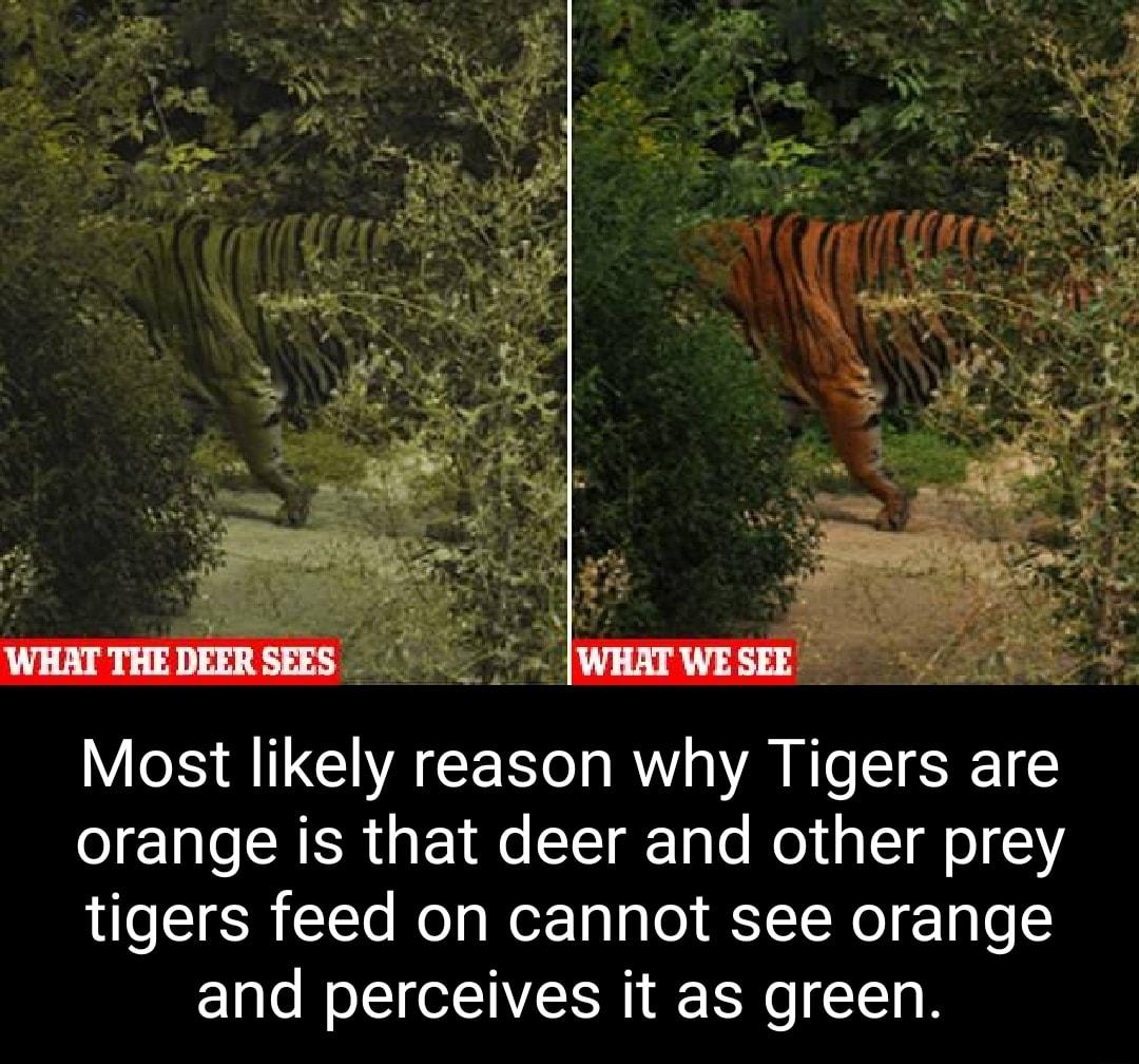 Most likely reason why Tigers are orange is that deer and other prey tigers feed on cannot see orange and perceives it as green