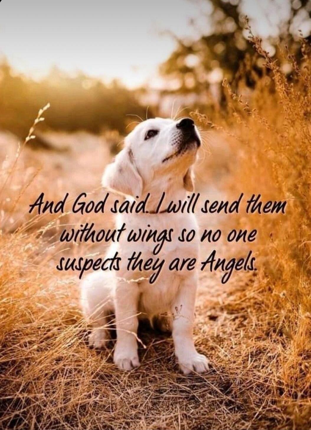 And God said, I will send them without wings so no one suspects they are Angels.
