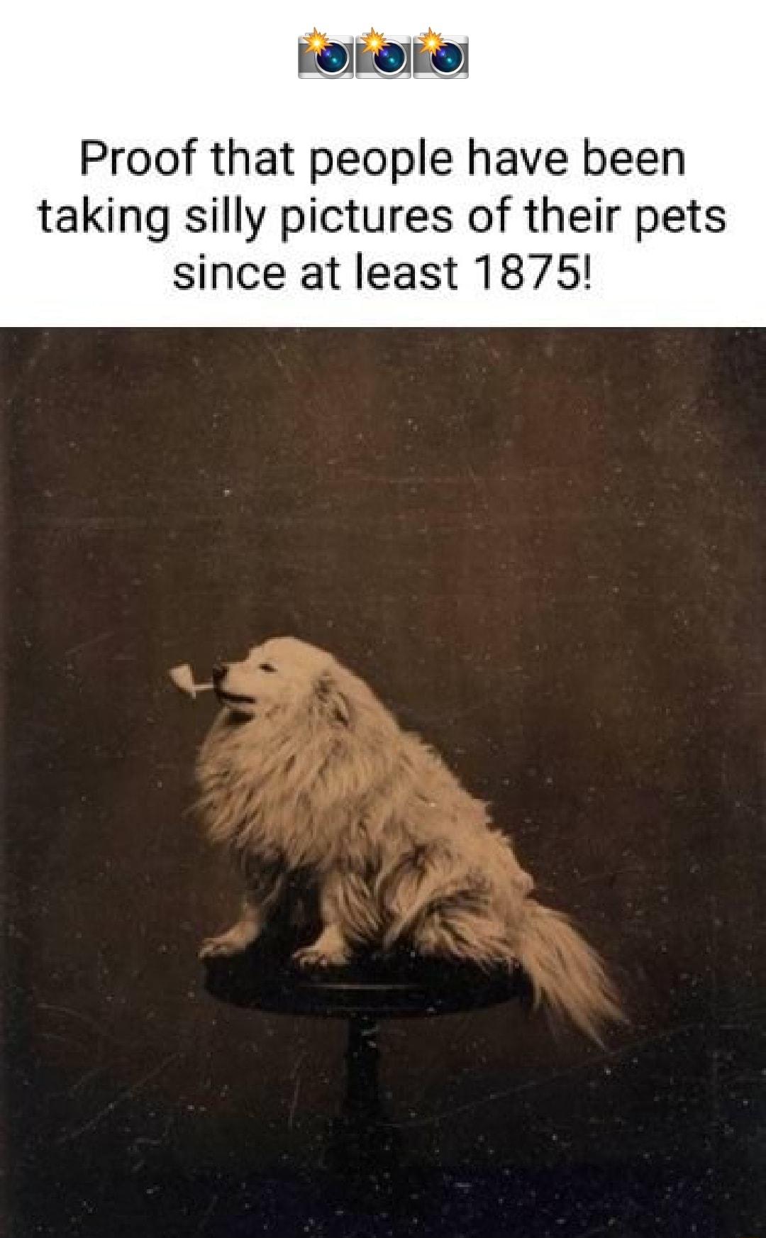 Proof that people have been taking silly pictures of their pets since at least 1875