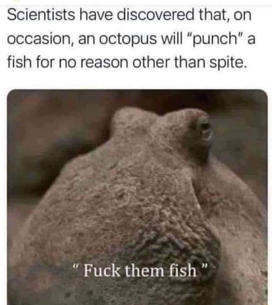 Scientists have discovered that on occasion an octopus will punch a fish for no reason other than spite Fuck them fish b U