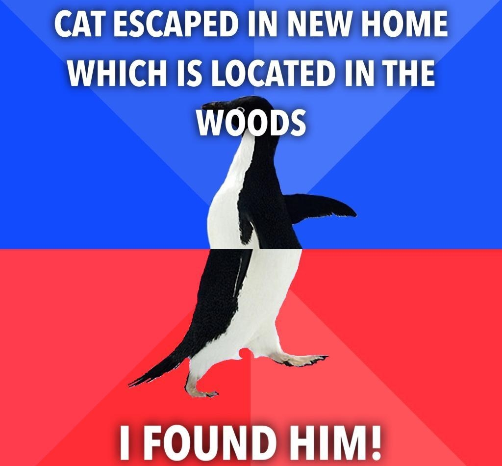 CAT ESCAPED IN NEW HOME WHICH IS LOCATED IN THE WOODS FOUND HIM