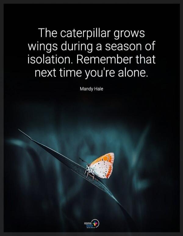 The caterpillar grows wings during a season of isolation. Remember that next time you're alone. Mandy Hale