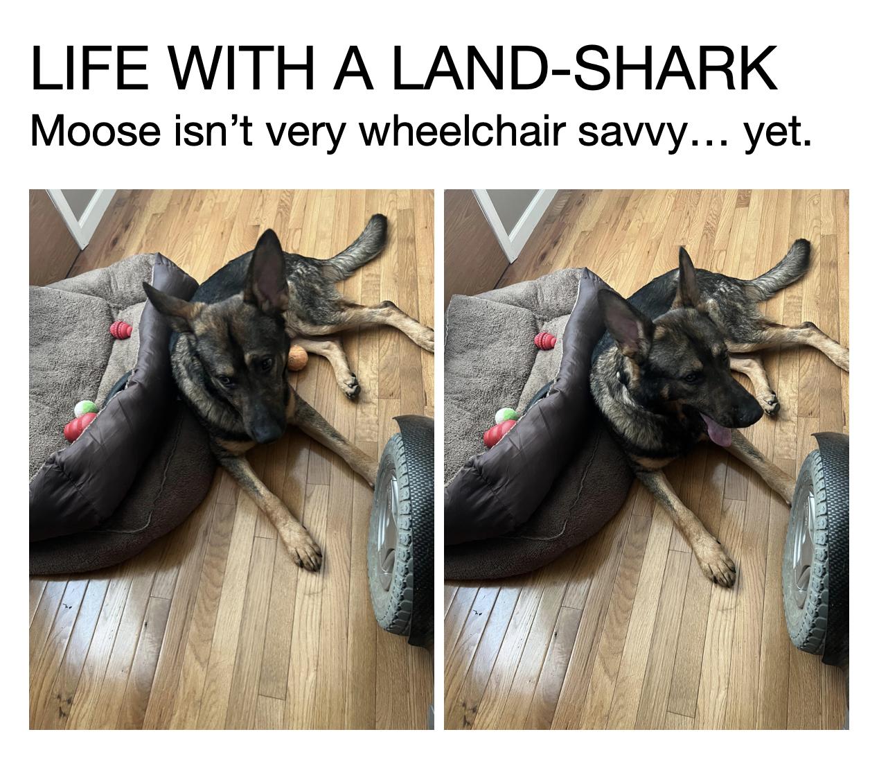 LIFE WITH A LAND SHARK Moose isnt very wheelchair savvy yet