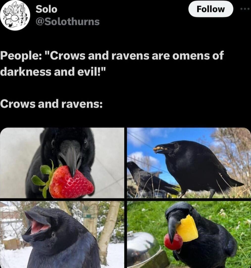 Solothurns People Crows and ravens are omens of darkness and evil W LVEELLEEIEN B