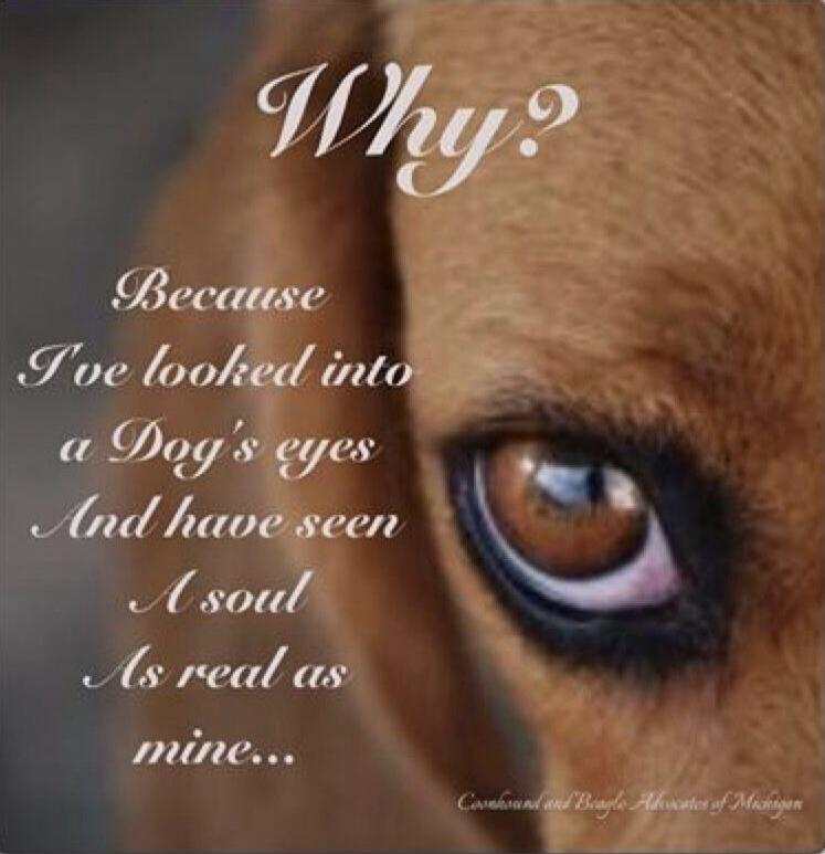 Why? Because I've looked into a Dog's eyes And have seen A soul As real as mine... Coonhound and Beagle Advocates of Michigan