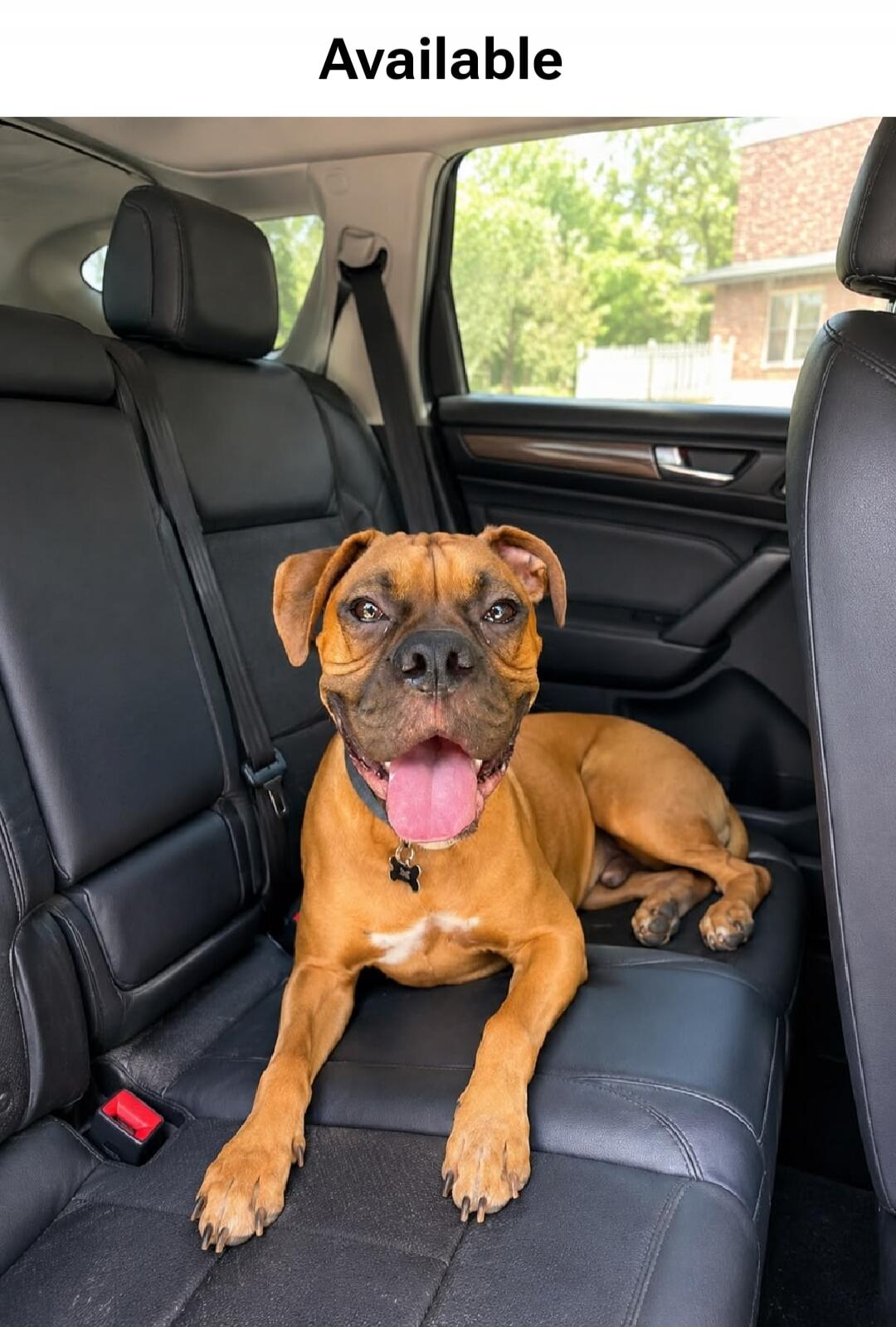 Available. A happy brown dog with its tongue out, sitting in the back seat of a car and looking at the camera.