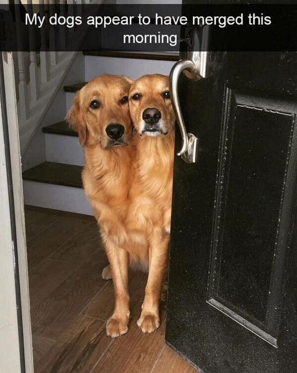 My dogs appear to have merged this morning