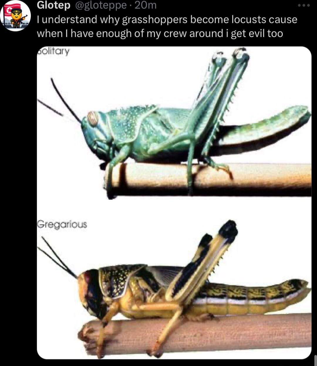 Glotep Iunderstand why grasshoppers become locusts ca when gh of m around i get