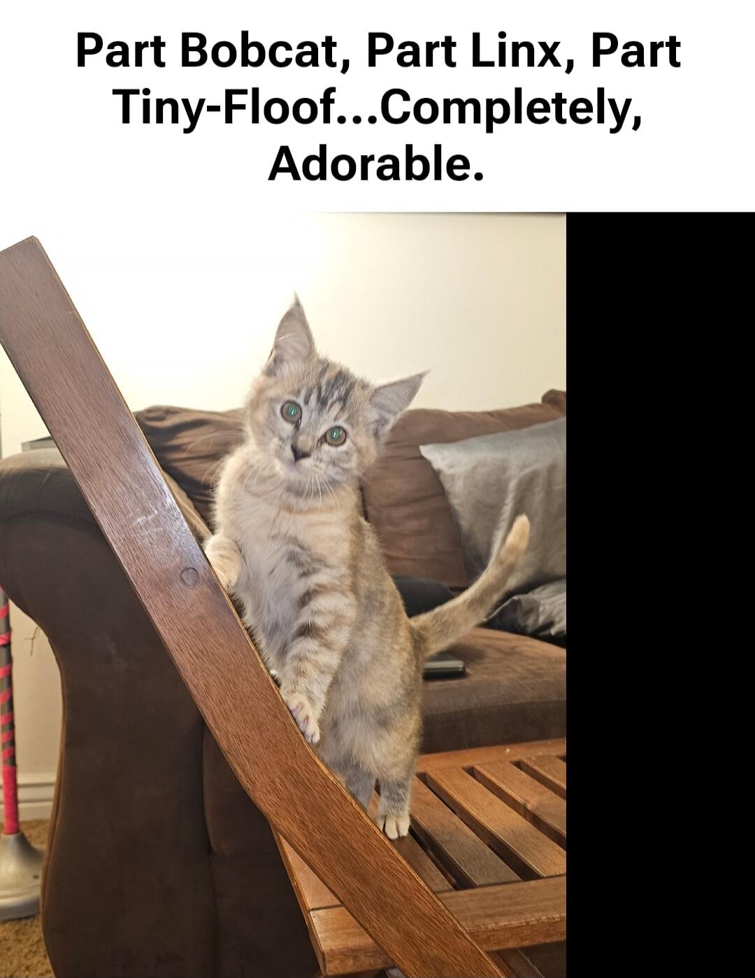 Part Bobcat, Part Linx, Part Tiny-Floof...Completely, Adorable.