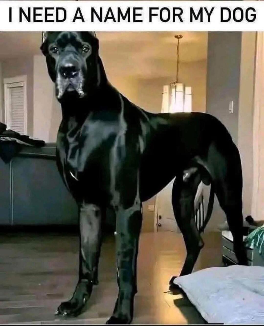 I NEED A NAME FOR MY DOG