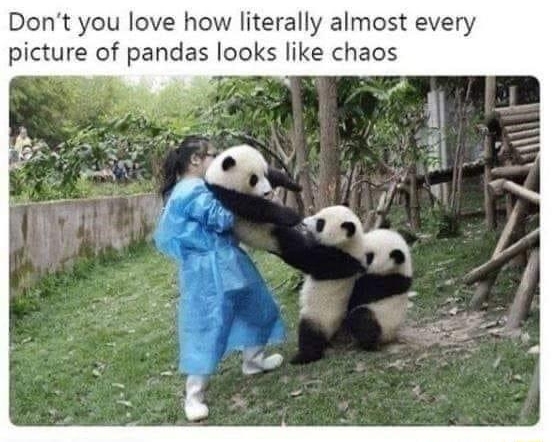 O Ash Warner Dont you love how literally almost every picture of pandas looks like chaos