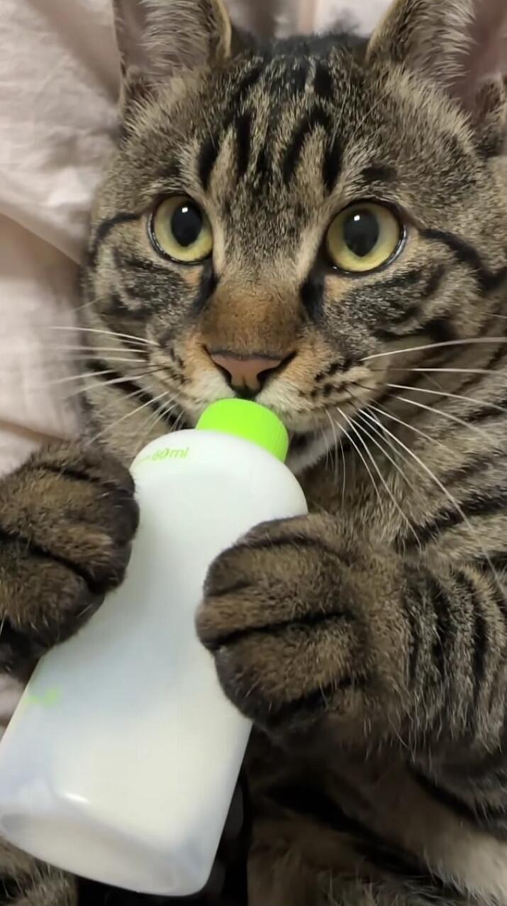 A tabby cat holding a bottle with a green cap, appearing to drink from it.