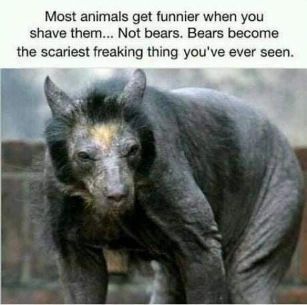 Most animals get funnier when you shave them Not bears Bears become the scariest freaking thing youve ever seen