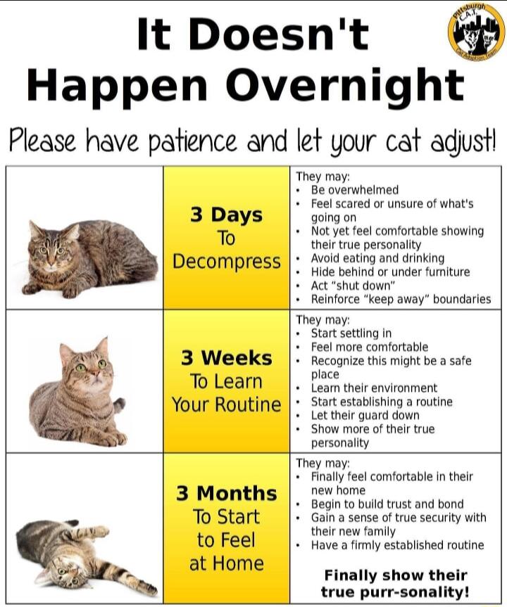 It Doesnt Happen Overnight Please have patience and let your cat adjust ey may Be overnheimed Feel scored o unsure of whats 3 Days going on Ex ot yet fee comfortaie showing o thelrtrue personality Avoid eating and drnkin DECOMPIESS 1ict o o ier ore Act shut down _Reinforce keep away boundaries They may Start seting In Feel more comfortable 3 Weeks recognize this might be a safe ToLeam Pom et envio