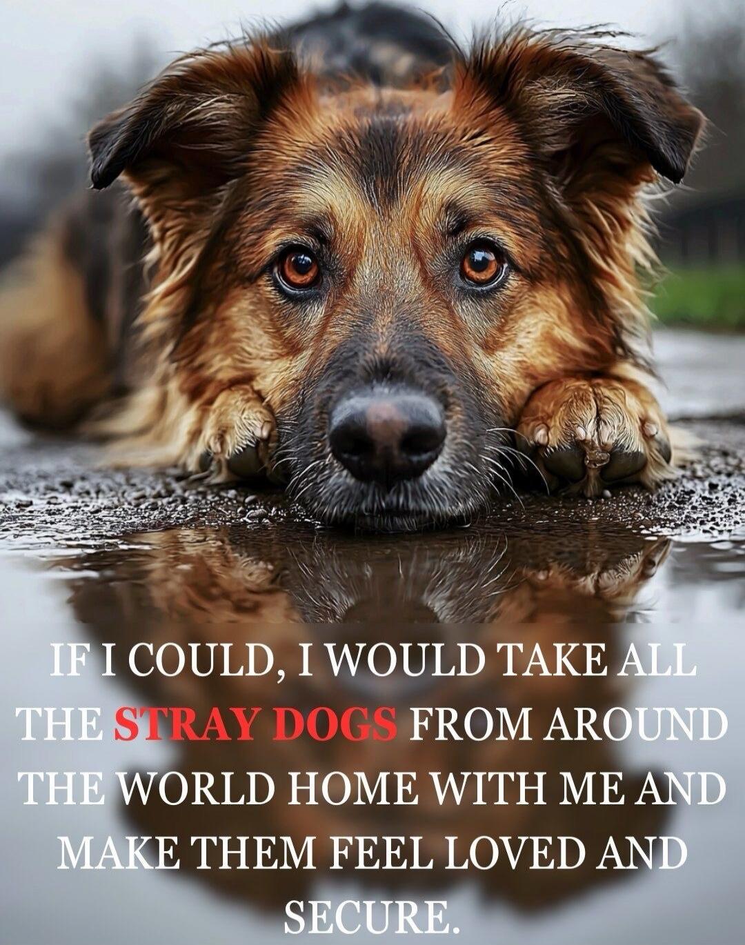 IF I COULD, I WOULD TAKE ALL THE STRAY DOGS FROM AROUND THE WORLD HOME WITH ME AND MAKE THEM FEEL LOVED AND SECURE.