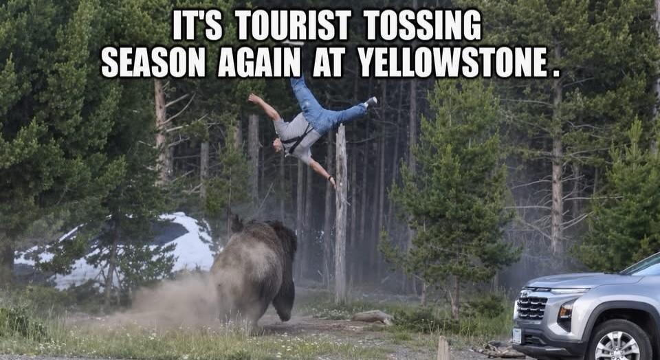 IT'S TOURIST TOSSING SEASON AGAIN AT YELLOWSTONE.