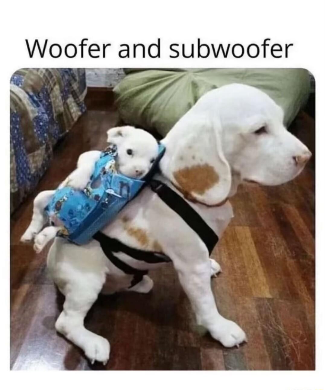 Woofer and subwoofer