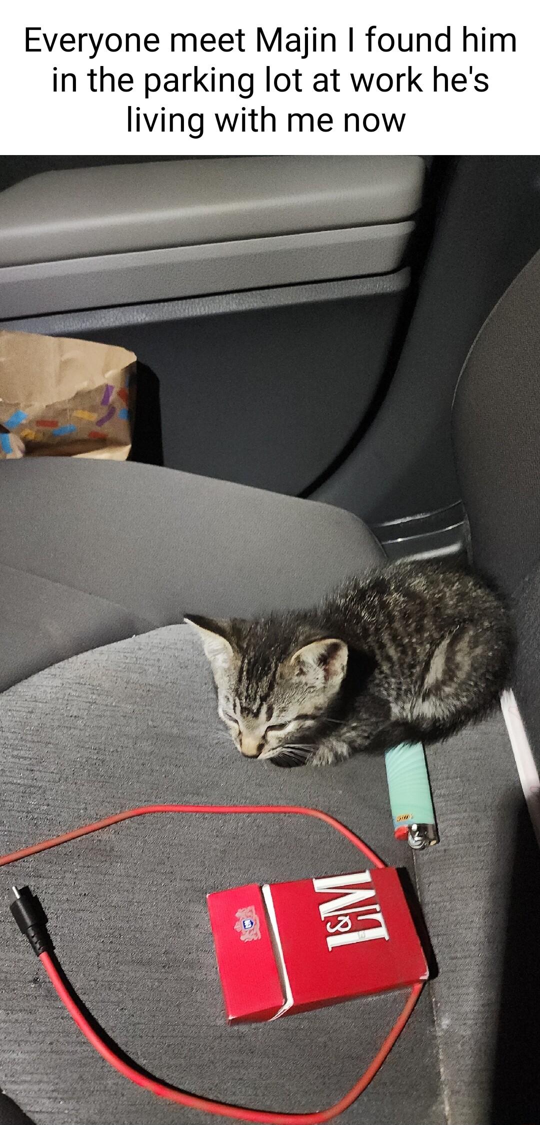 Everyone meet Majin found him in the parking lot at work hes living with me now