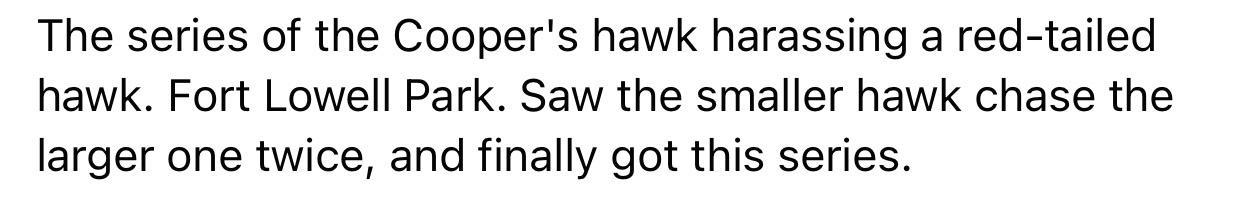 The series of the Coopers hawk harassing a red tailed hawk Fort Lowell Park Saw the smaller hawk chase the larger one twice and finally got this series