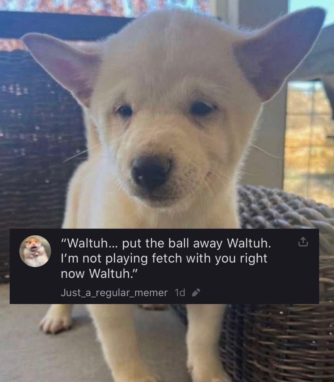 Waltuh put the ball away Waltuh Im not playing fetch with you right now Waltuh Just_a_regular_memer 1