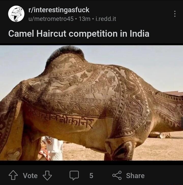 rinterestingasfuck umetrometro45 13m ireddit Camel Haircut competition in India
