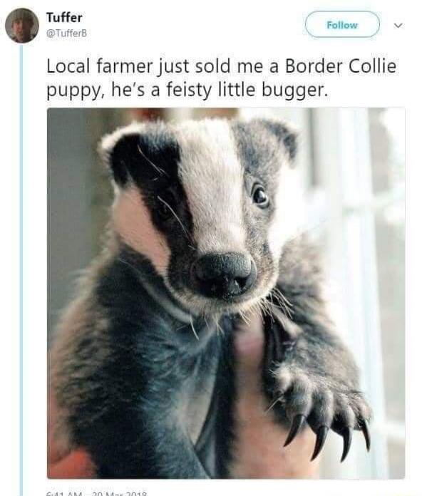 Local farmer just sold me a Border Collie puppy, he's a feisty little bugger.