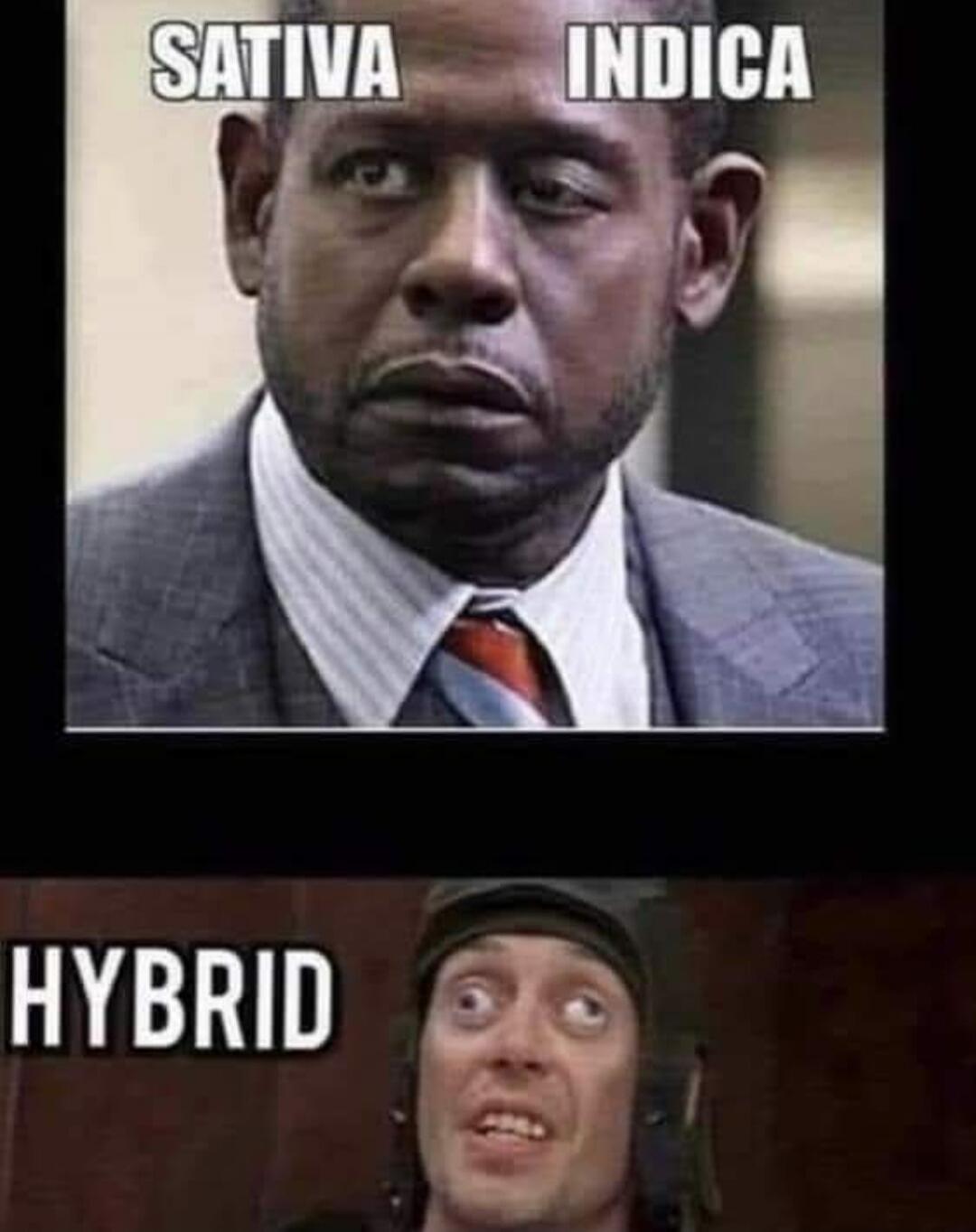 SATIVA INDICA HYBRID