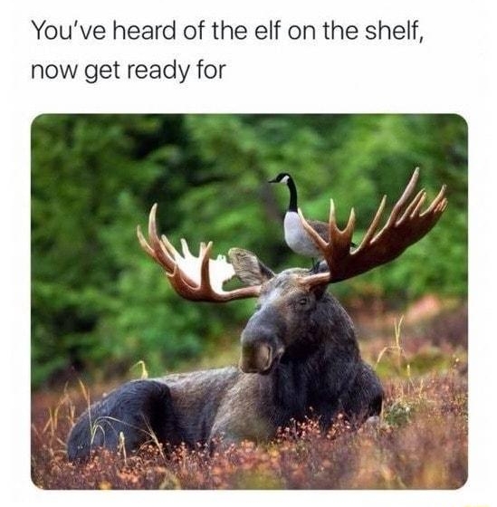 9 Rob N Roll Youve heard of the elf on the shelf now get ready for