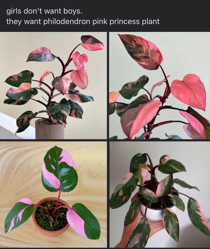 girls dont want boys they want philodendron pink princess plant