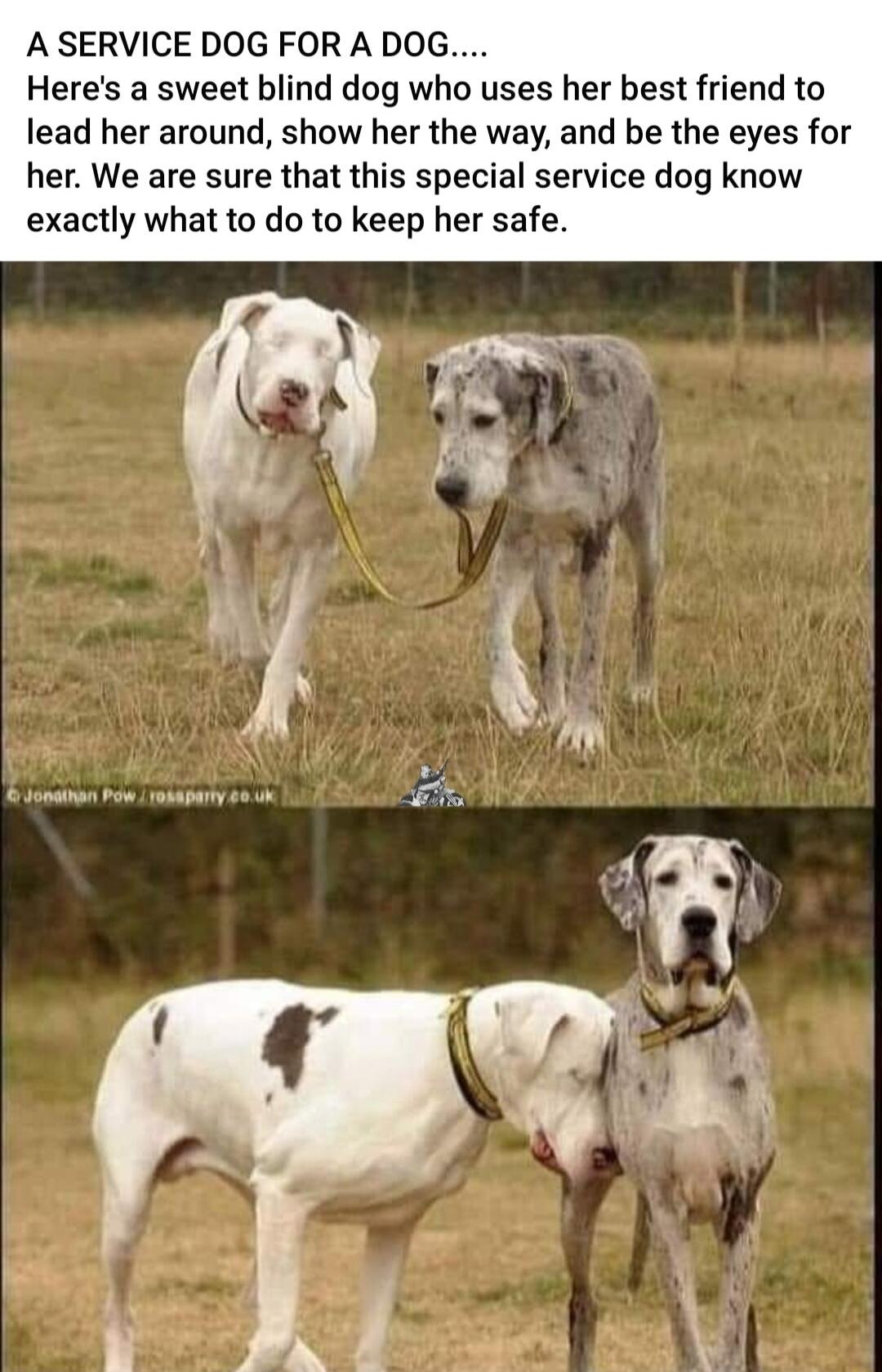 A SERVICE DOG FOR A DOG Heres a sweet blind dog who uses her best friend to lead her around show her the way and be the eyes for her We are sure that this special service dog know exactly what to do to keep her safe