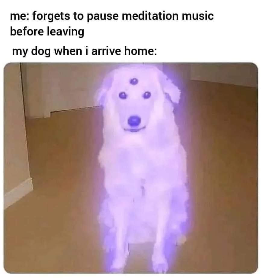 me forgets to pause meditation music before leaving my dog when i arrive home