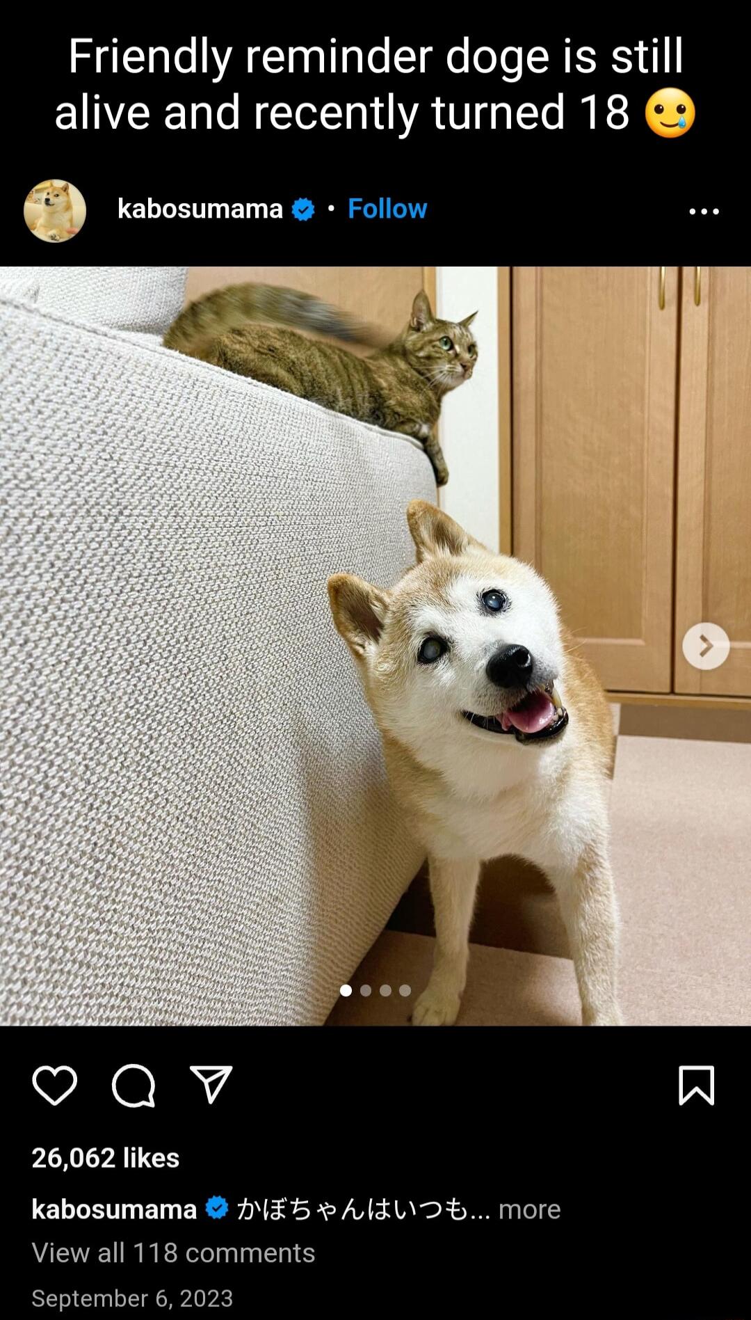 Friendly reminder doge is still alive and recently turned 18 Qv 26062 likes kabosumama HME5 AlELD more View all 118 comments