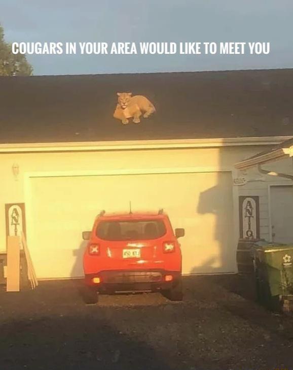 E COUGARS IN YOUR AREA WOULD LIKE TO MEET YOU