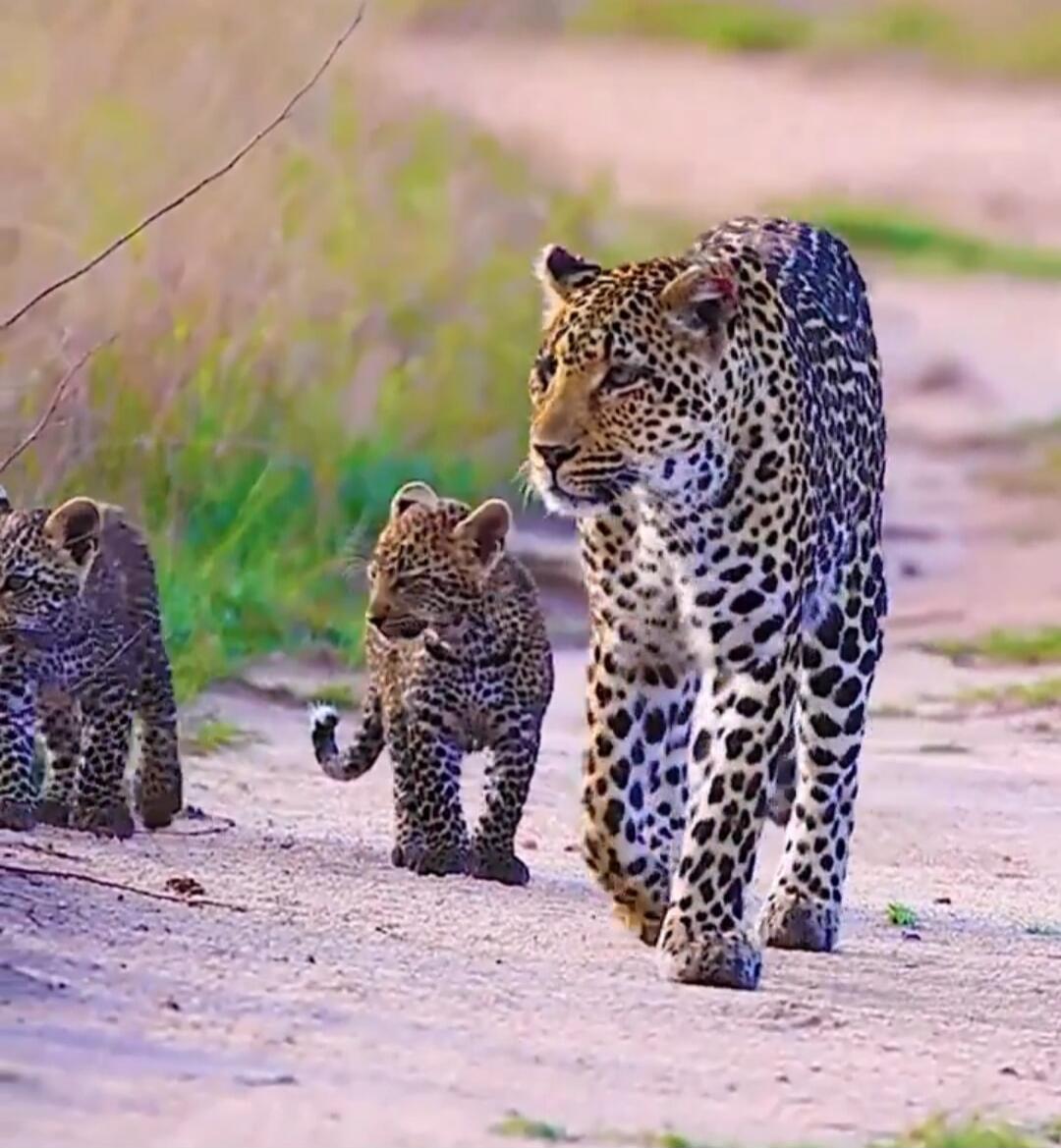 A leopard walks along a sandy path with two cubs following behind.