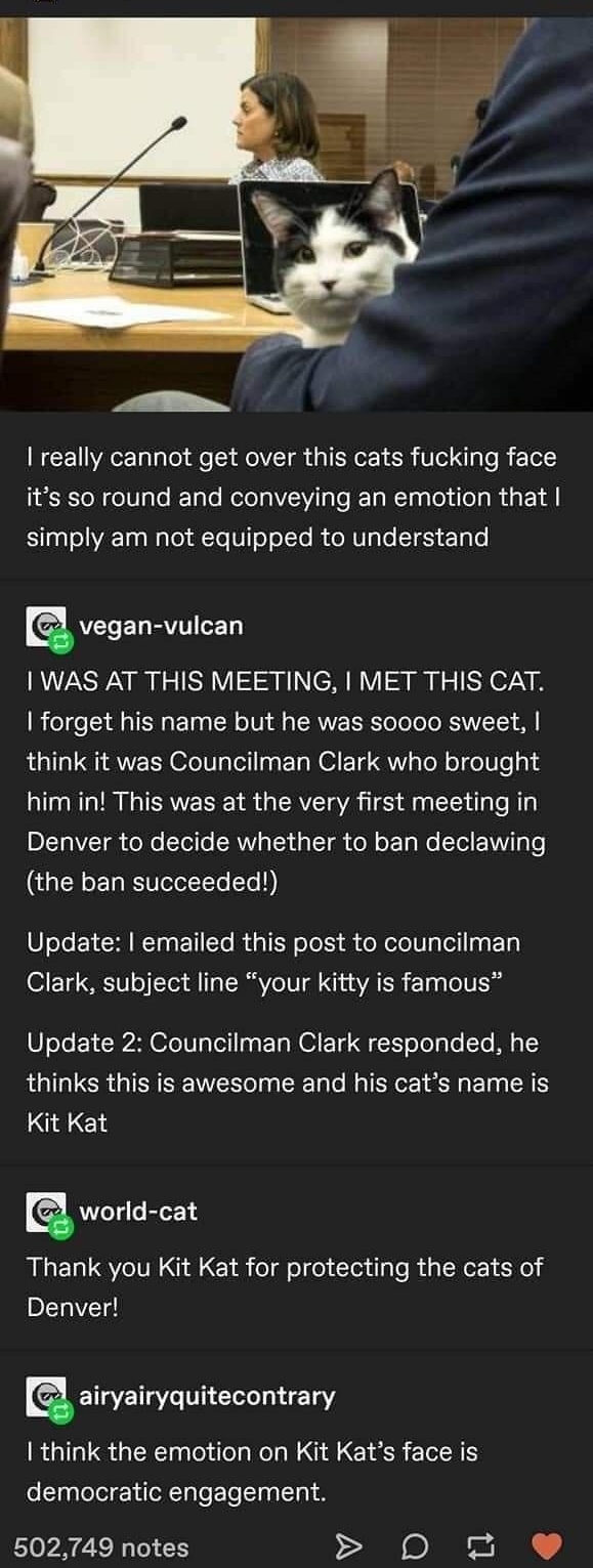 really cannot get over this cats fucking face Lol elV g0 RTalo WeTola aTo RETa N Tug o elg R 1A simply am not equipped to understand A ELRVITI e 1 WAS AT THIS MEETING MET THIS CAT forget his name but he was soooo sweet think it was Councilman Clark who brought him in This was at the very first meeting in DLTVICTgh oo Tollo SRWYIaTA g T oM o 1 Wo 1o VY g o the ban succeeded 0 Lo L CRIRTaa T To R g 