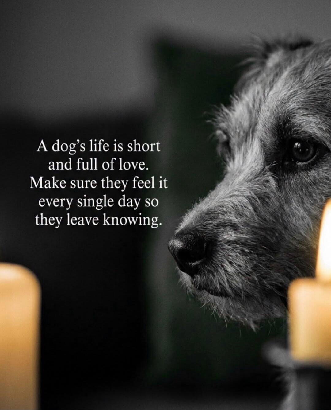 A dog's life is short and full of love. Make sure they feel it every single day so they leave knowing.