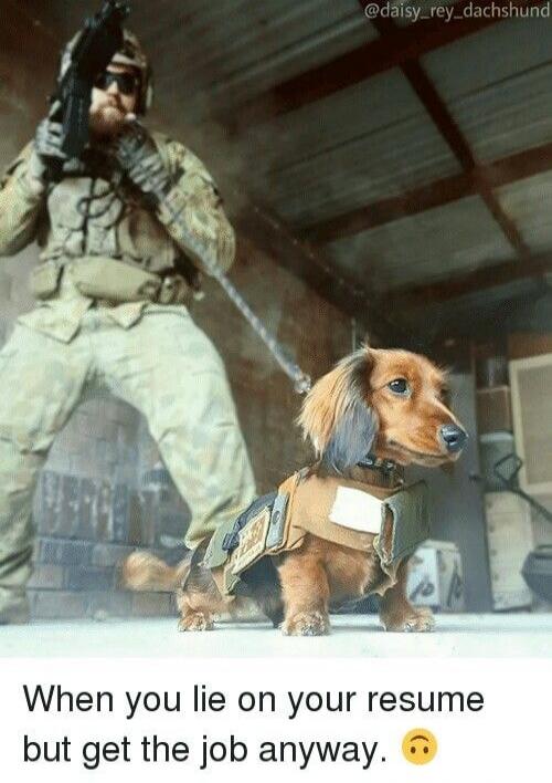 When you lie on your resume but get the job anyway. :) @daisy_rey_dachshund