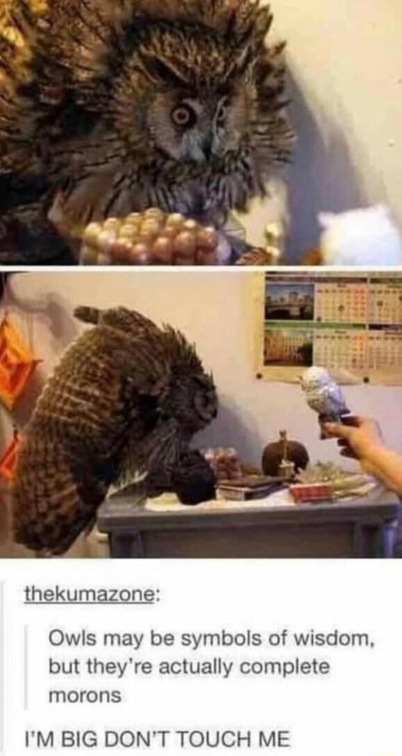 Owls may be symbols of wisdom but theyre actually complete morons IM BIG DONT TOUCH ME