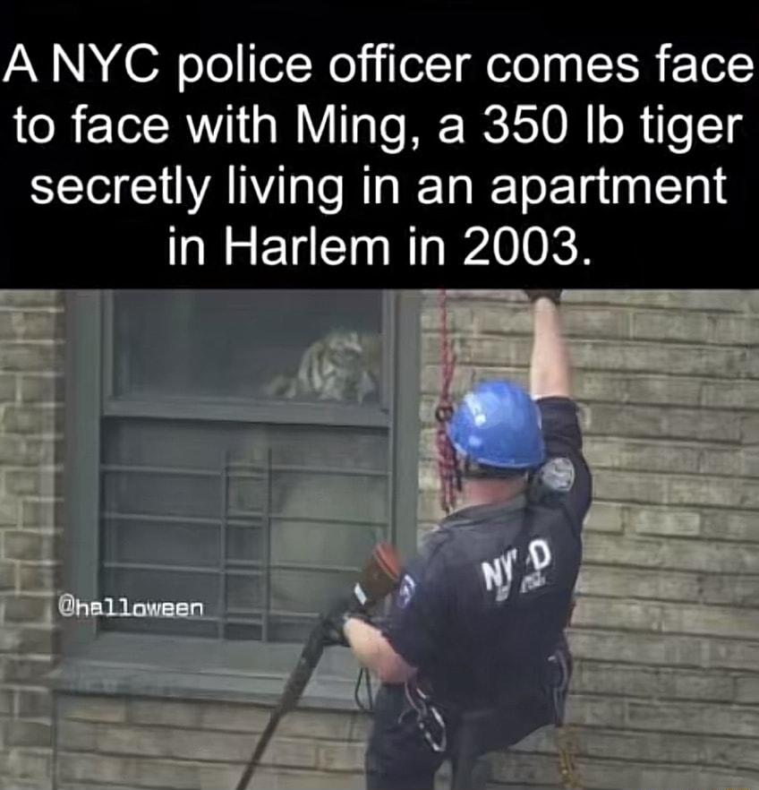 AN A AON ool eNojilelT eTe g F Tof to face with Ming a 350 Ib tiger secretly living in an apartment in Harlem in 2003 r R 11m ul L 1 7 Al ALY