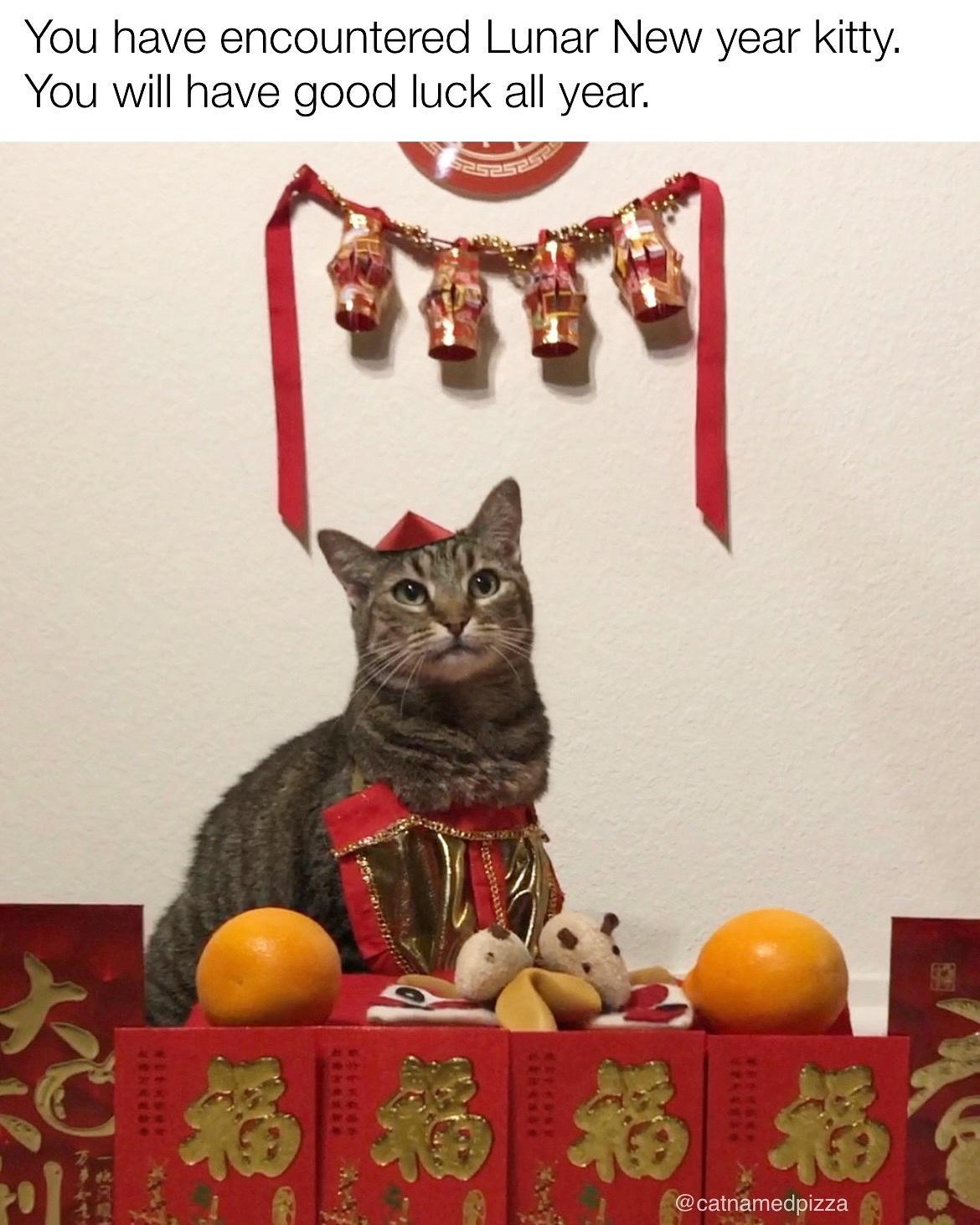 You have encountered Lunar New year kitty You will have good luck all year N