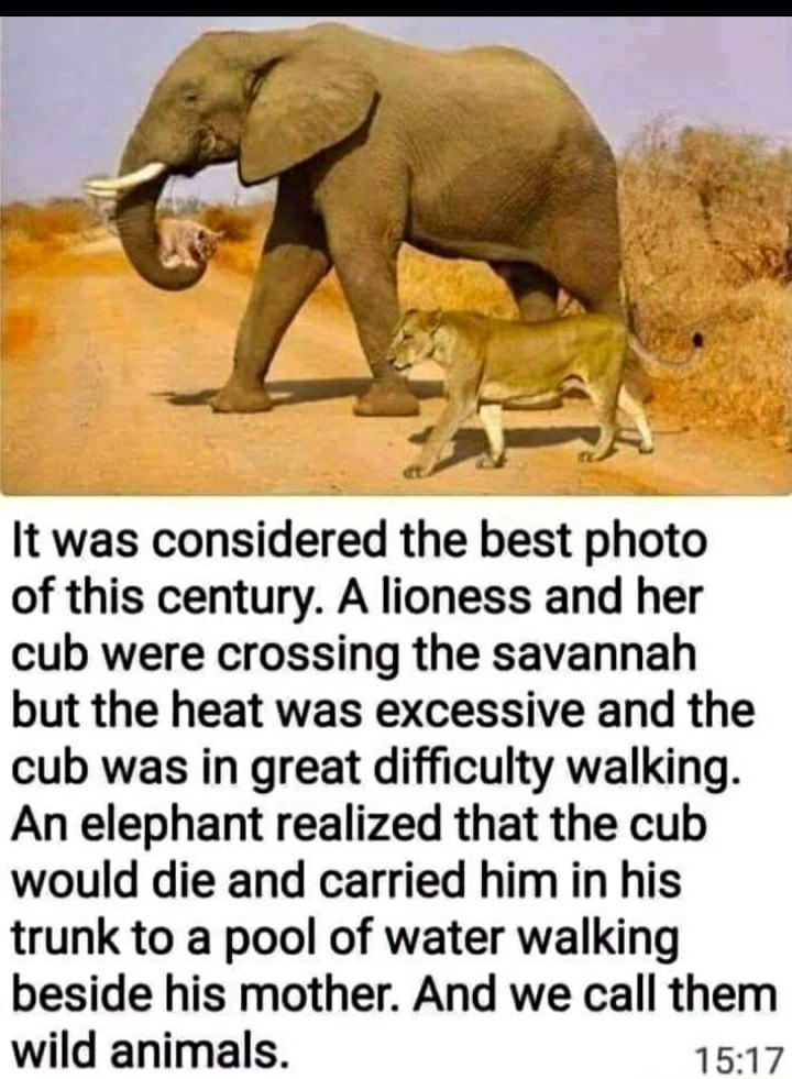 It was considered the best photo of this century A lioness and her cub were crossing the savannah but the heat was excessive and the cub was in great difficulty walking An elephant realized that the cub would die and carried him in his trunk to a pool of water walking beside his mother And we call them wild animals 1517