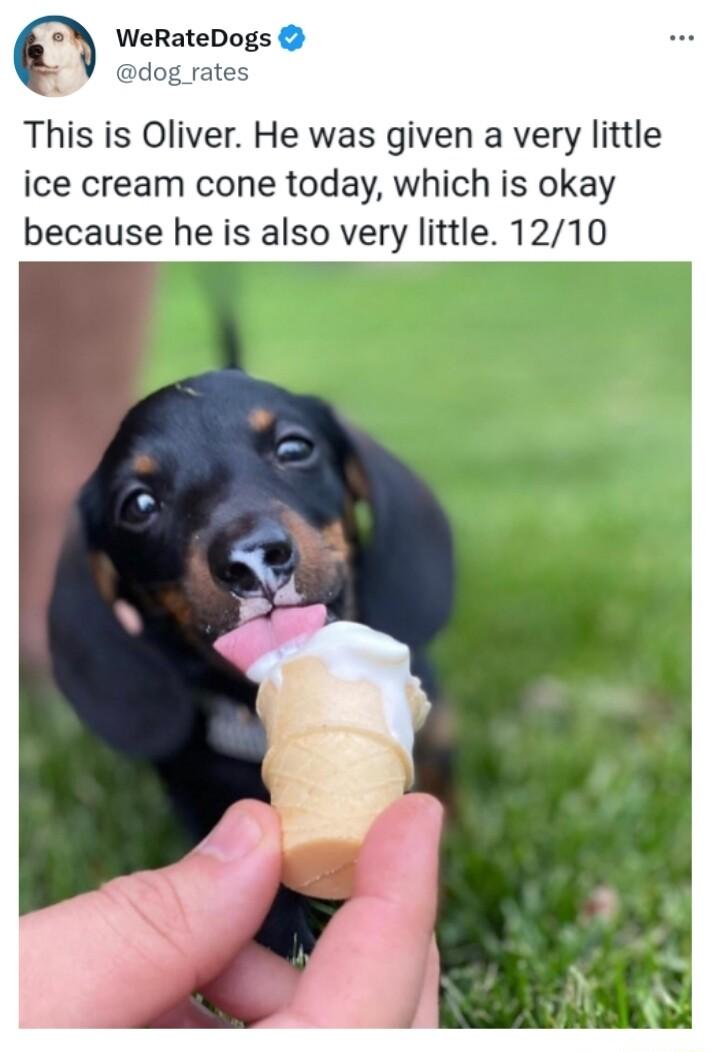 WeRateDogs dog rates This is Oliver He was given a very little ice cream cone today which is okay because he is also very little 1210