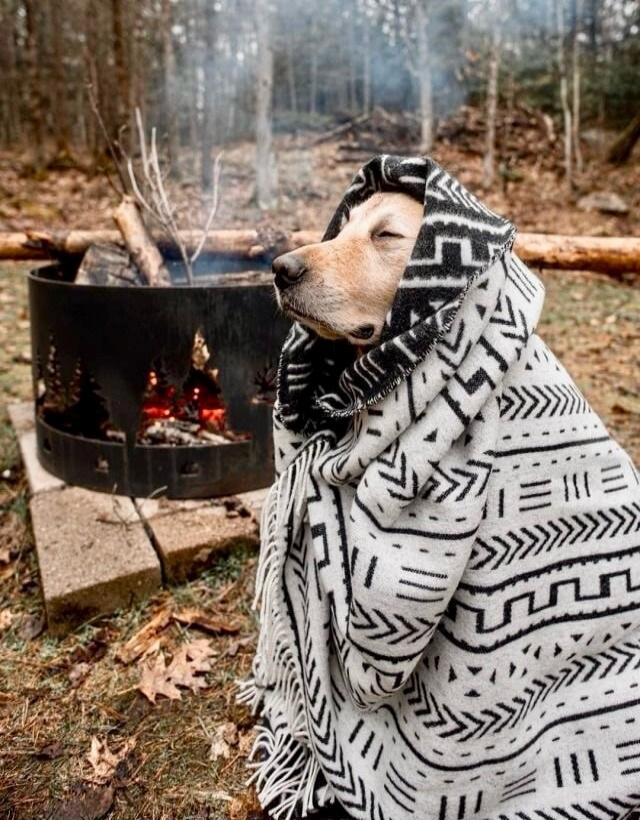 A dog wrapped in a patterned blanket by a campfire in the woods.