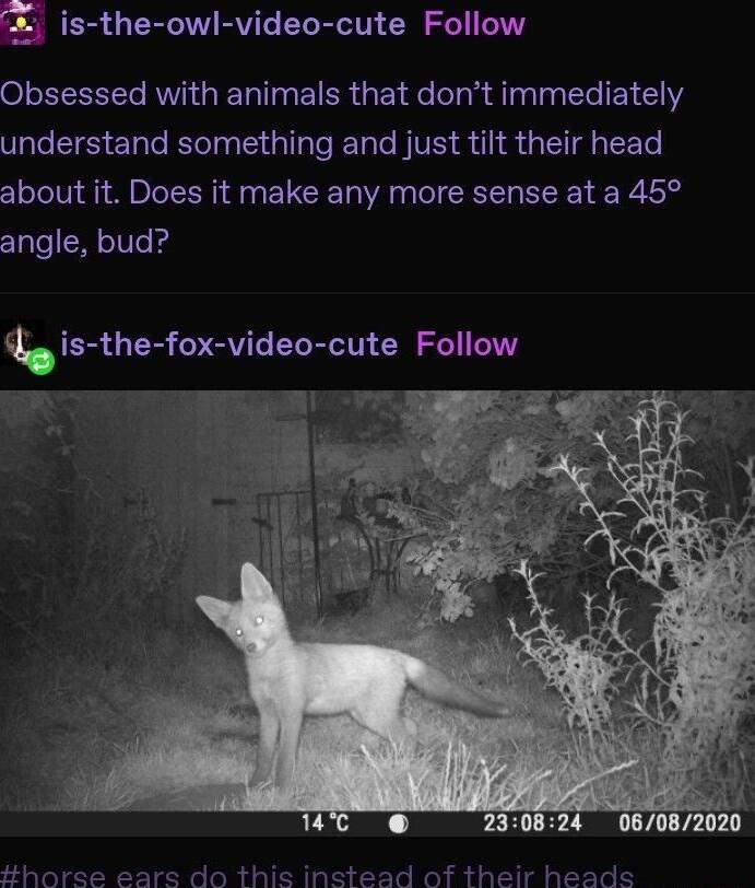 E ER GERRVI ELEN SR Sl M O L VI N EIER He ol n dlyg g CleE1 1Y understand something and just tilt their head about it Does it make any more sense at a 45 angle bud g is the fox video cute Follow horse ears do this instead of their heads