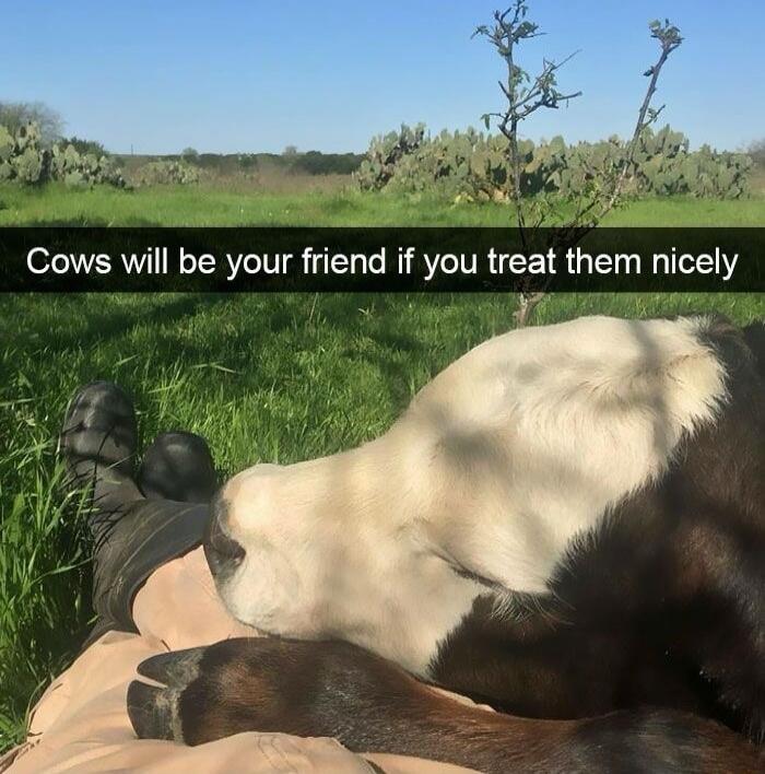 Cows will be your friend if you treat them nicely