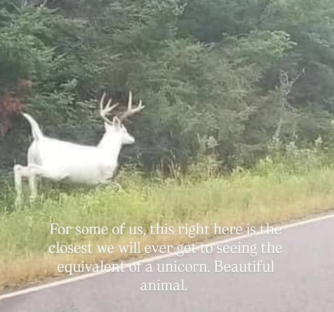 For some of us, this right here is the closest we will ever get to seeing the equivalent of a unicorn. Beautiful animal.