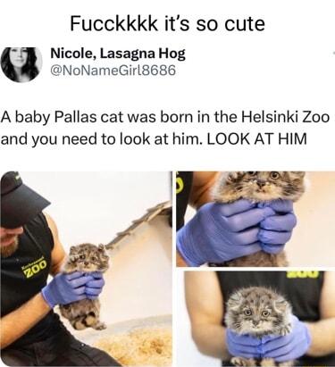 Fucckkkk its so cute g Nicole Lasagna Hog NoNameGirl8686 A baby Pallas cat was born in the Helsinki Zoo and you need to look at him LOOK AT HIM