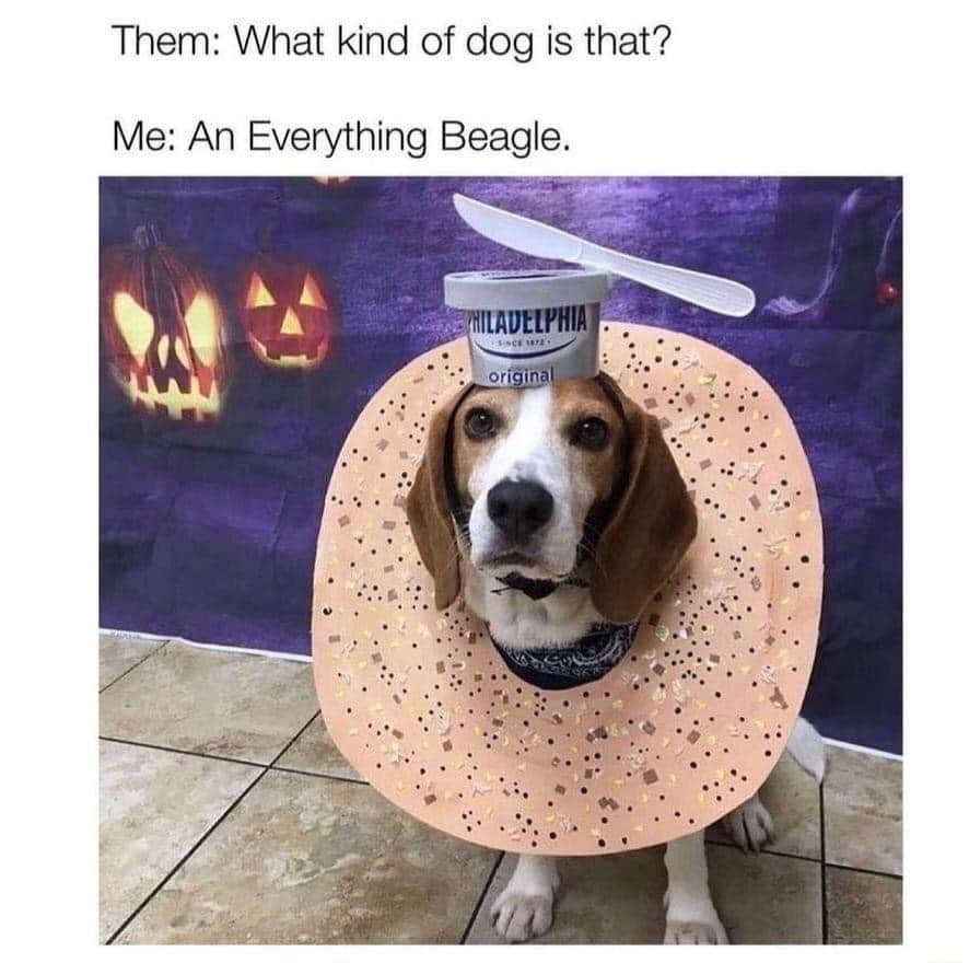 Them What kind of dog is that Me An Everything Beagle
