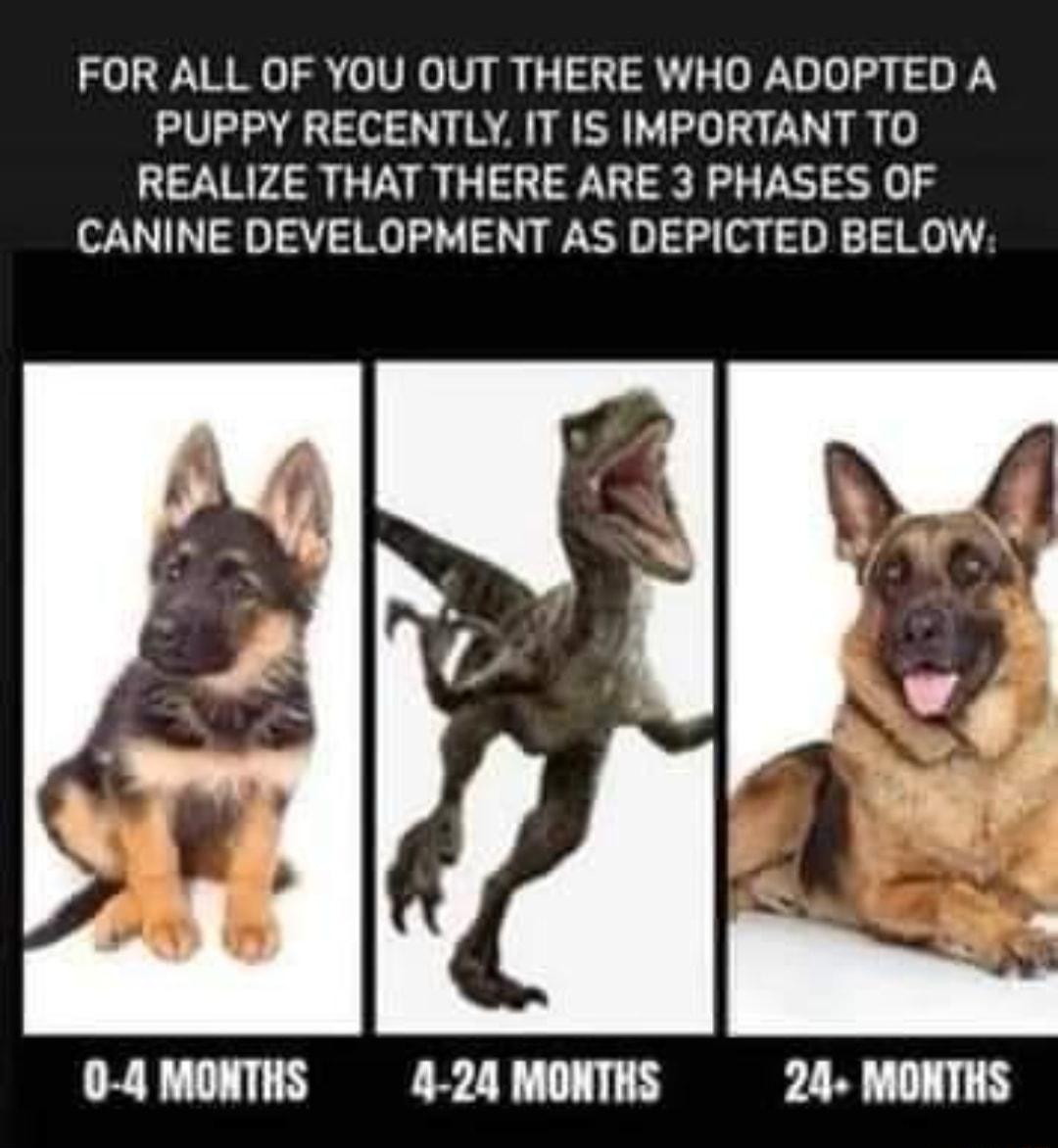 FOR ALL OF YOU OUT THERE WHO ADOPTED A PUPPY RECENTLY IT IS IMPORTANT TO REALIZE THAT THERE ARE 3 PHASES OF CANINE DEVELOPMENT AS DEPICTED BELOW O 4 MONTHS 4 24 MONTHS 24 MONTHS